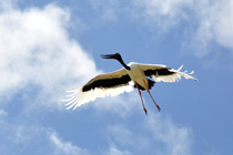 bhutan-black-neck-crane-PhotoImg_633954918199161250