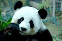 210px-China_wildlife_panda