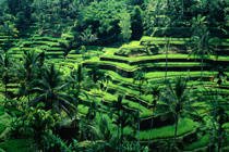 Asia-Rice-Terraces-Bali