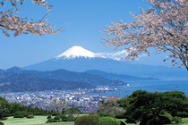 210px-Cherry-Blossoms-and-Mt.-Fuji,-Shizuoka