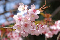 210px-cherry-blossoms-tokyo-m_152291-blocks