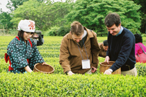 japan-tea-picking