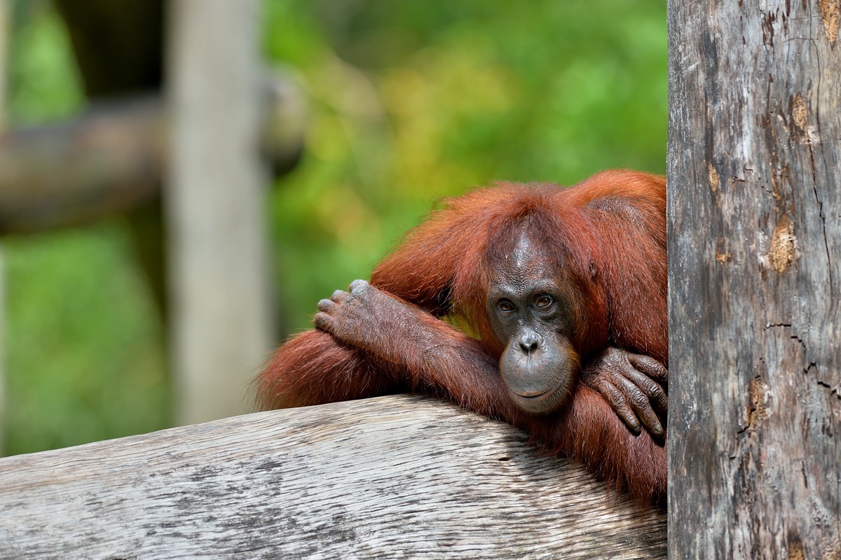 Orang Utan Borneo, Malaysia
