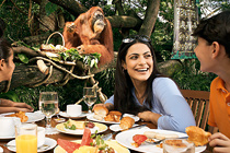 Zoo-Breakfast-with-Orang-Utans