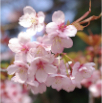 Cherry blossoms, Tokyo