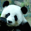 China_wildlife_panda