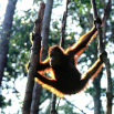 hang-time-bornean-orangutan-pictures