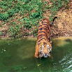 Royal-Bengal-Tiger,-India